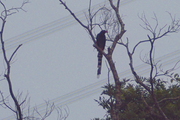 Taiwan Blue-Magpie - ML646413478