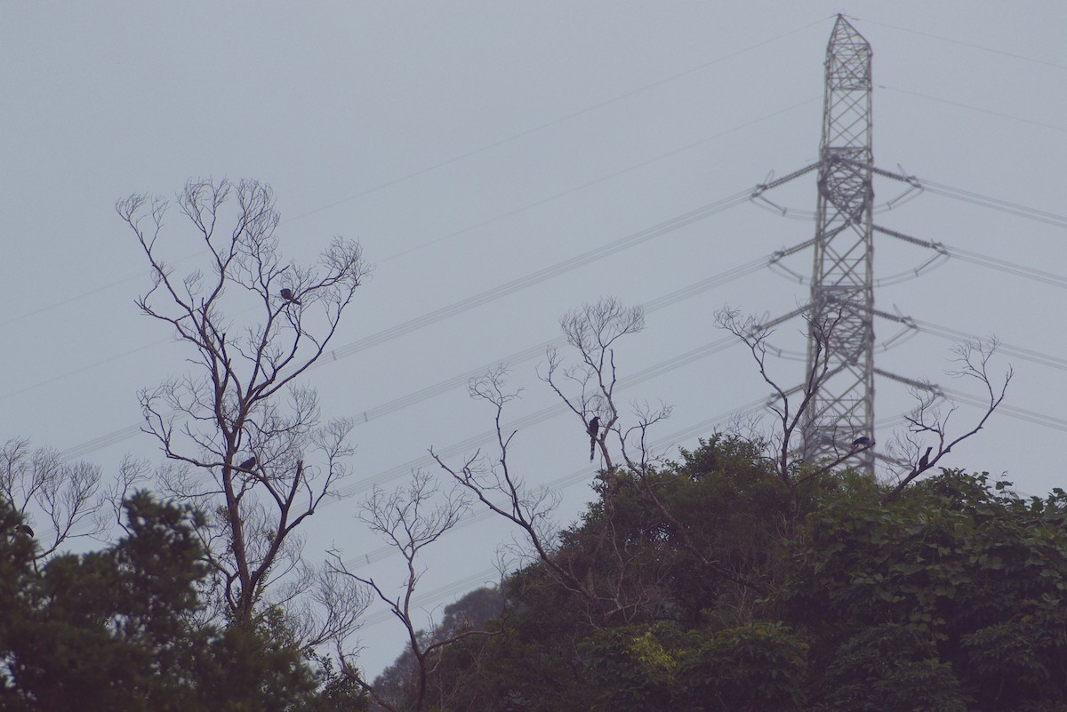 Taiwan Blue-Magpie - ML646413479