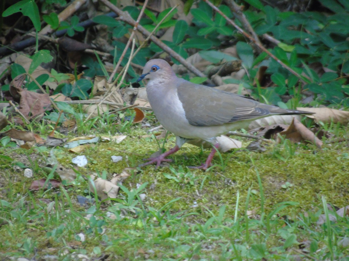 White-tipped Dove - ML646413480
