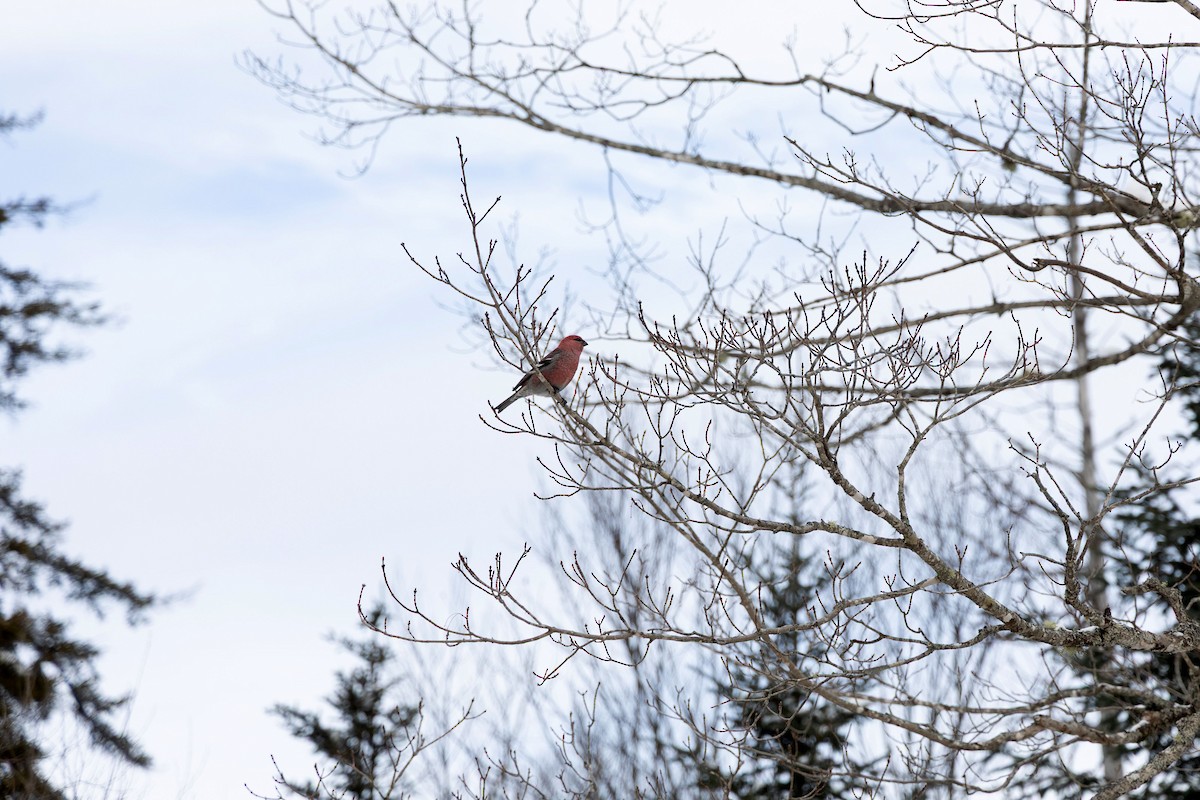 Pine Grosbeak - ML646413481