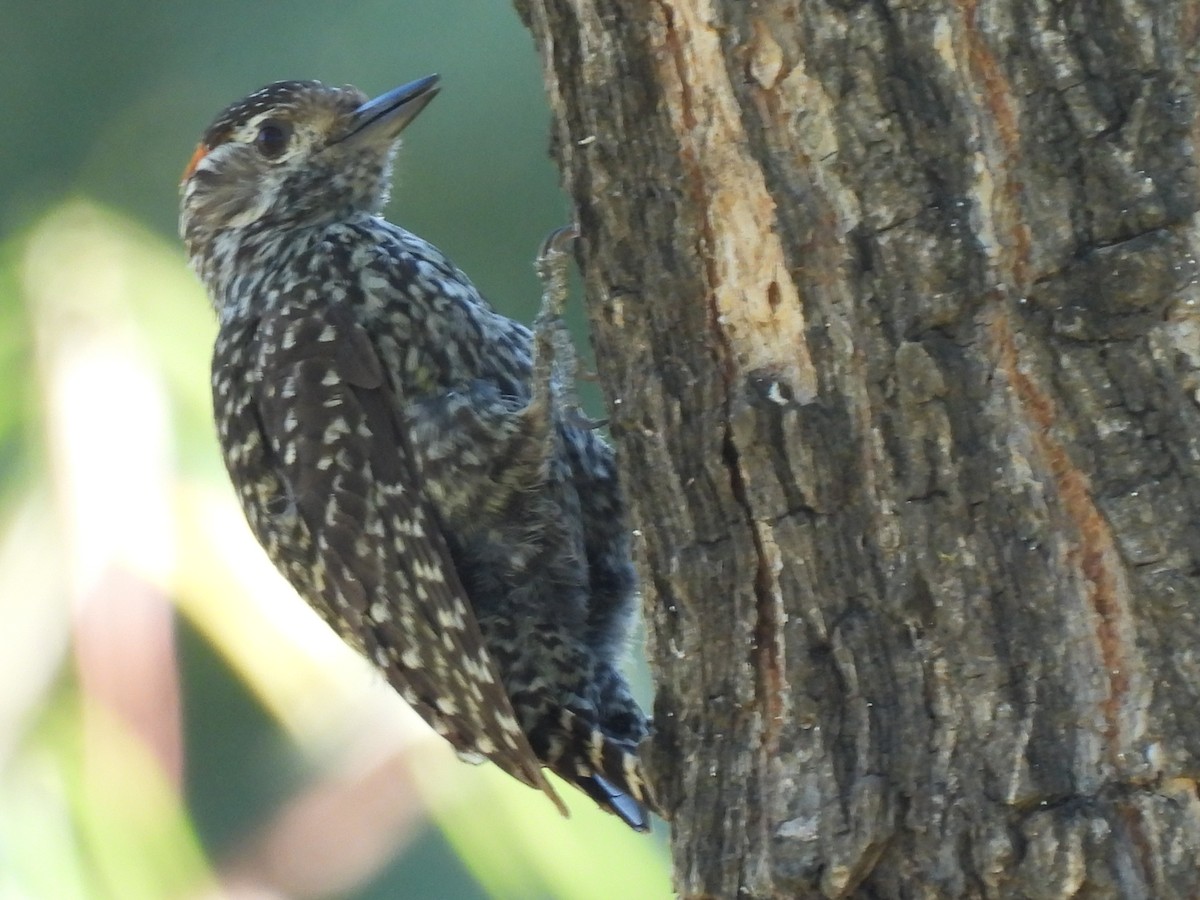Checkered Woodpecker - ML646413482