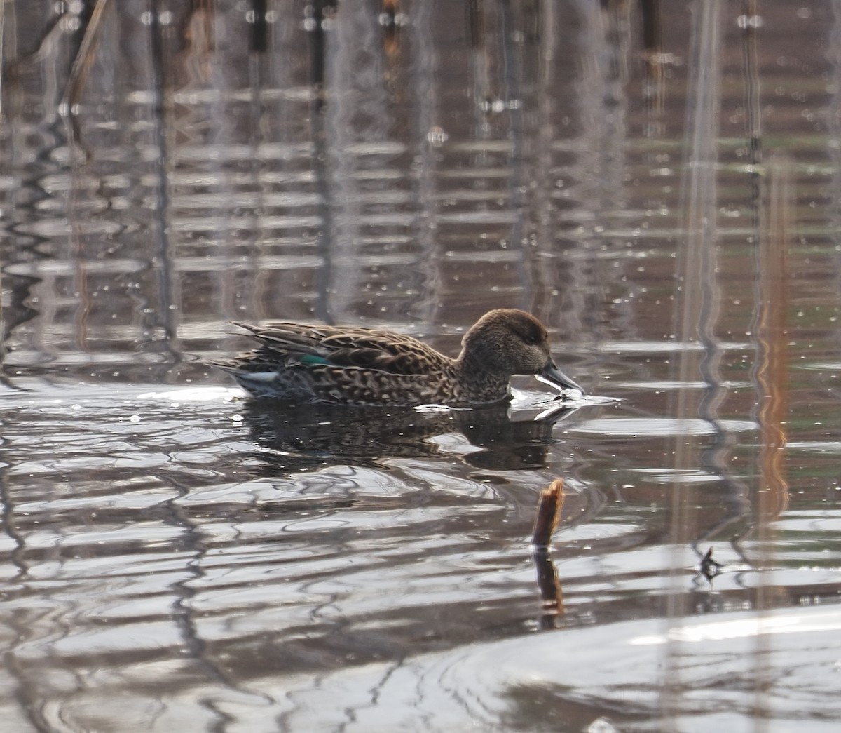 Green-winged Teal - ML646413483