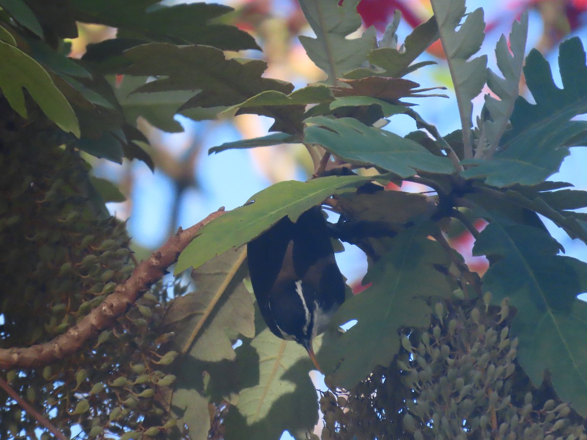 Sri Lanka Scimitar-Babbler - ML646413489