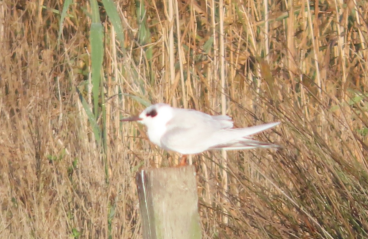 Forster's Tern - ML646413490