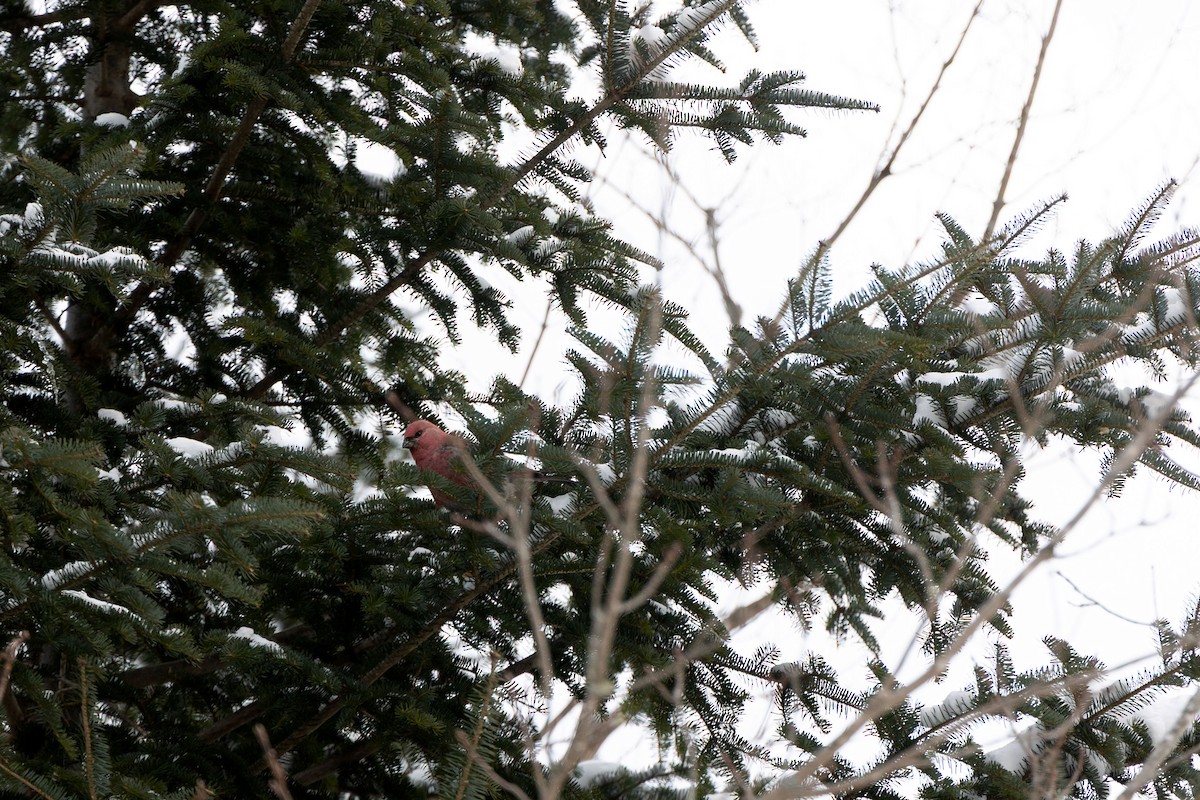 Pine Grosbeak - ML646413491