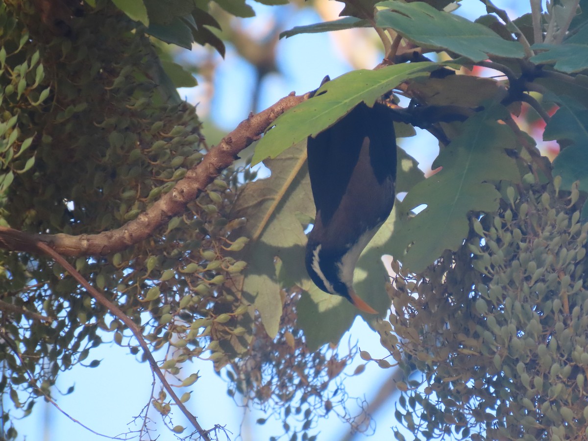 Sri Lanka Scimitar-Babbler - ML646413493