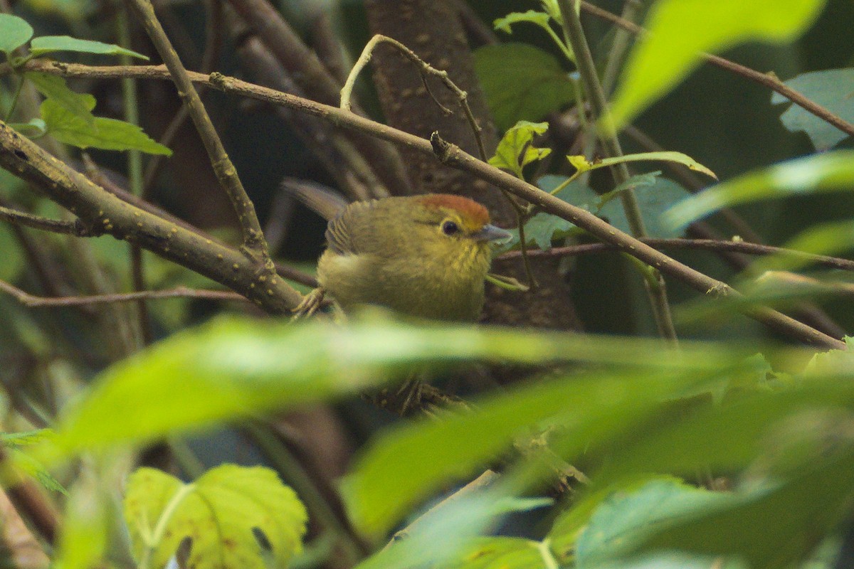 Rufous-capped Babbler - ML646413494