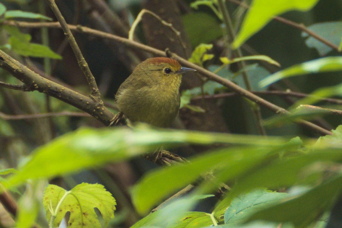Rufous-capped Babbler - ML646413495