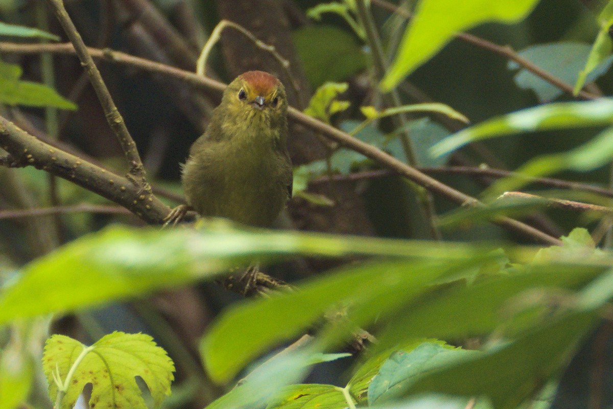 Rufous-capped Babbler - ML646413496