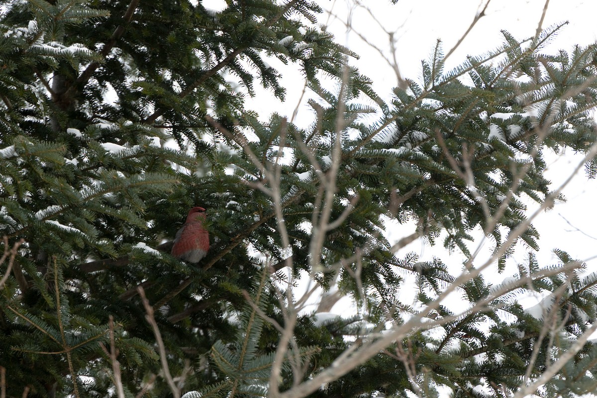 Pine Grosbeak - ML646413497