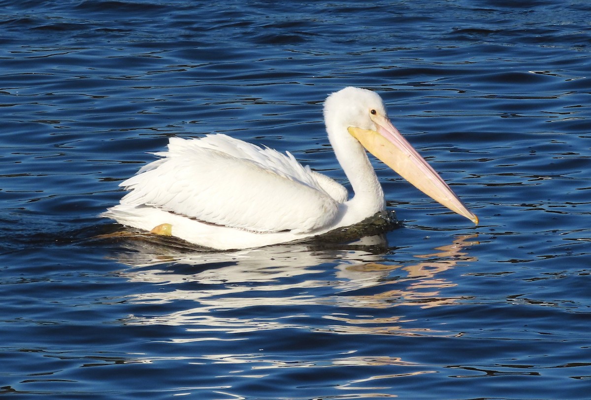 American White Pelican - ML646413498