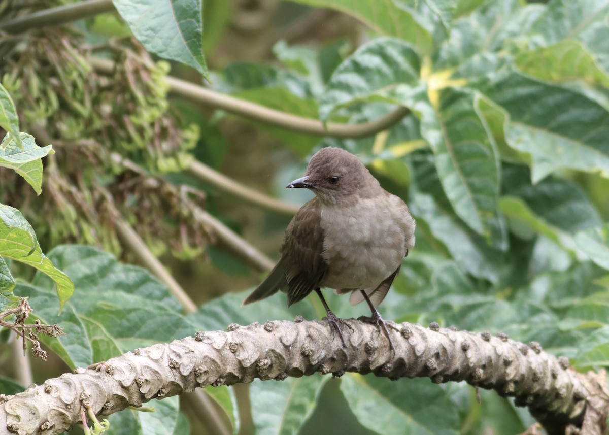 Mountain Thrush - ML646413499
