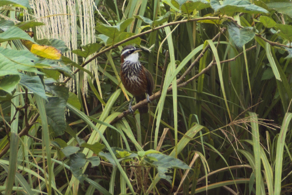 Taiwan Scimitar-Babbler - ML646413500