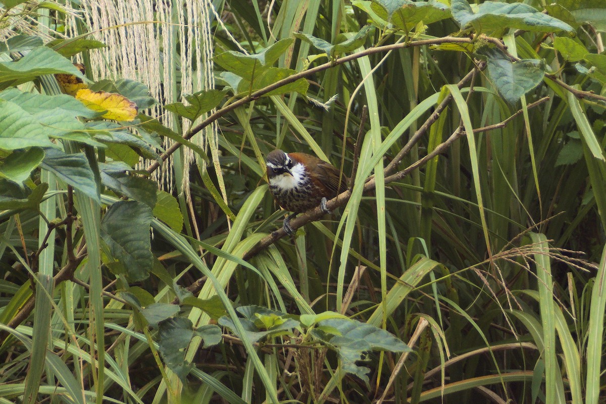 Taiwan Scimitar-Babbler - ML646413501
