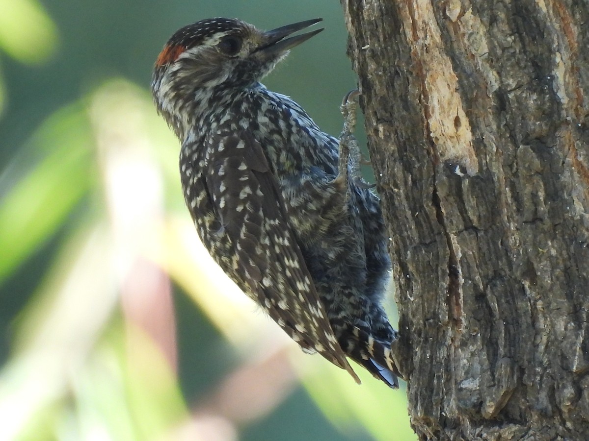 Checkered Woodpecker - ML646413502