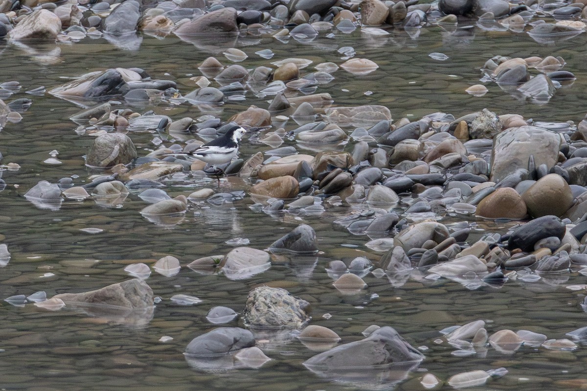 konipas bílý - ML646413504