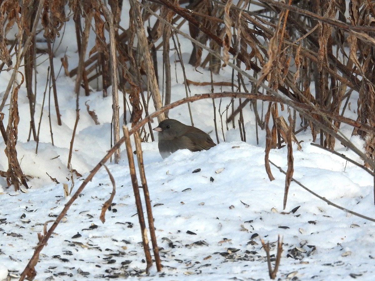 strnadec zimní - ML646413506