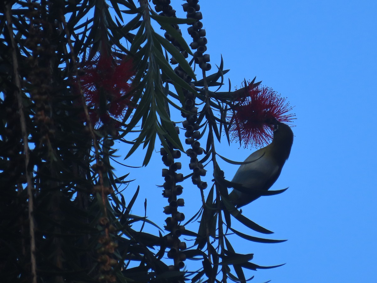 Sri Lanka White-eye - ML646413507