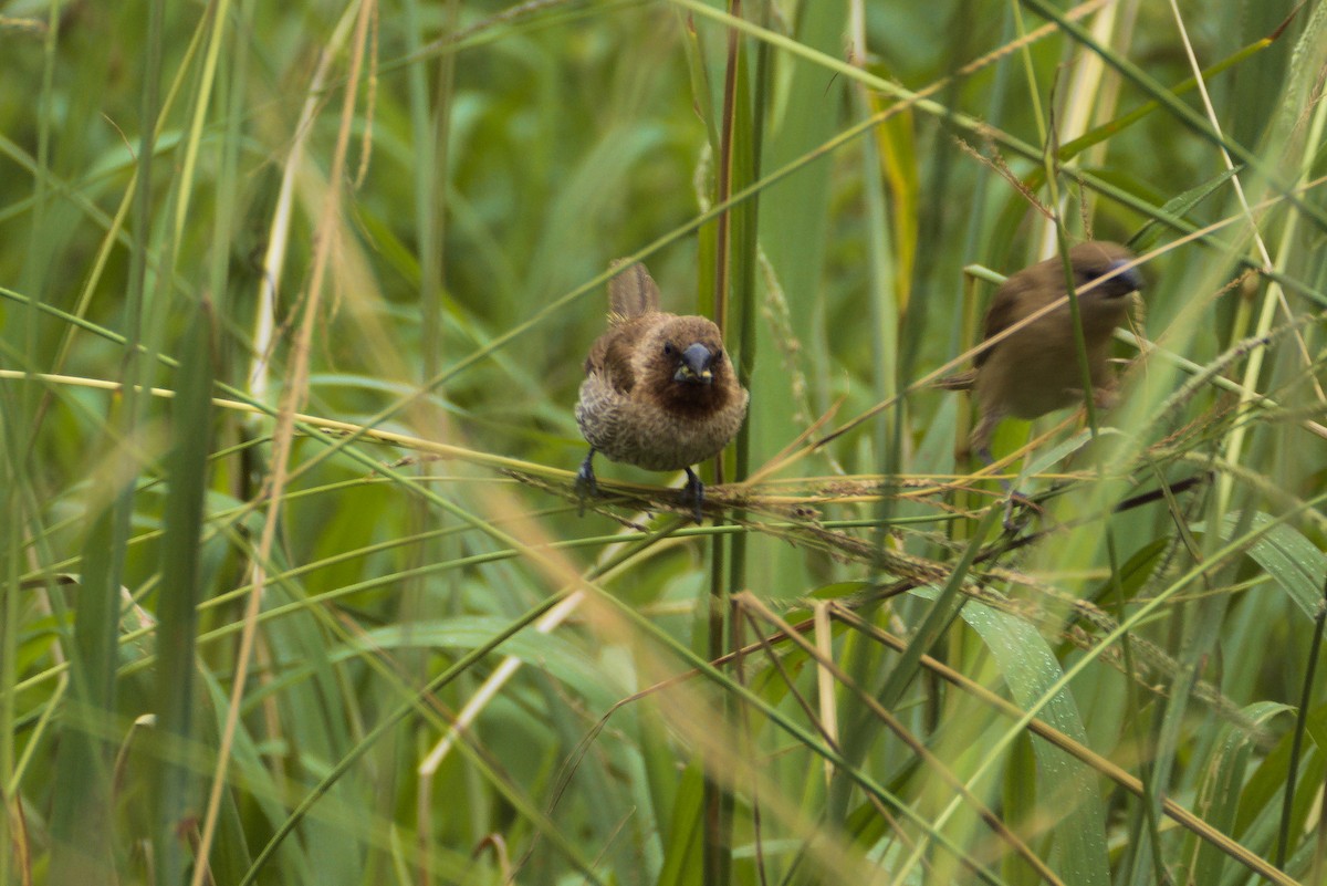 Scaly-breasted Munia - ML646413509