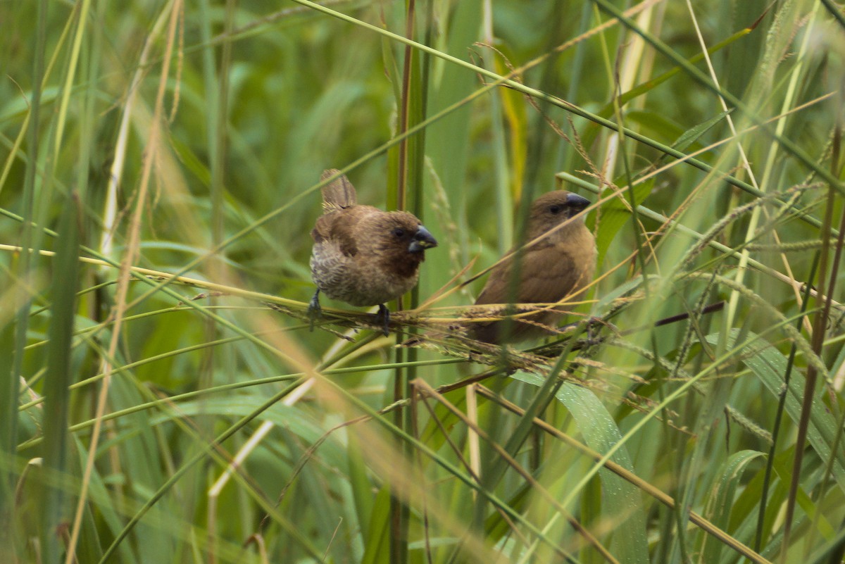 Scaly-breasted Munia - ML646413510