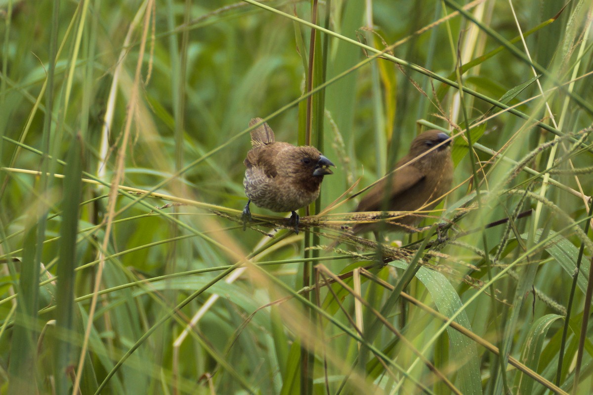 Scaly-breasted Munia - ML646413511