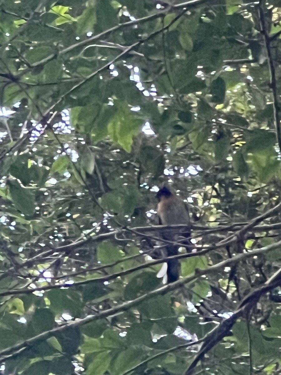 Australian Spectacled Monarch - ML646413513