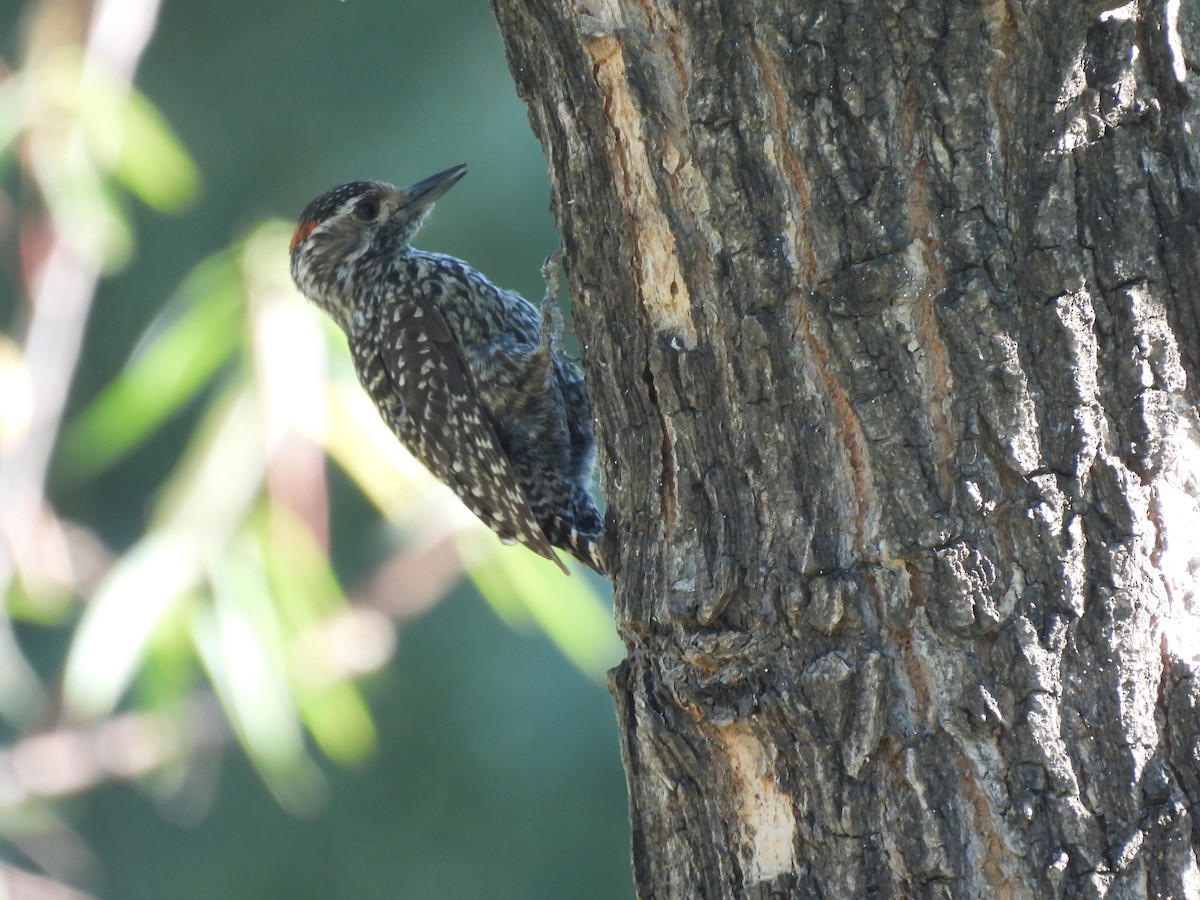 Checkered Woodpecker - ML646413514