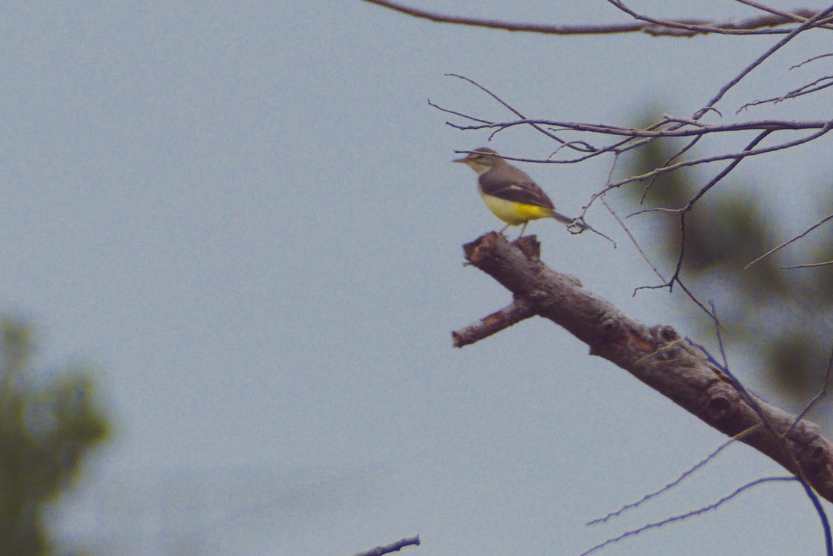 Gray Wagtail - ML646413515