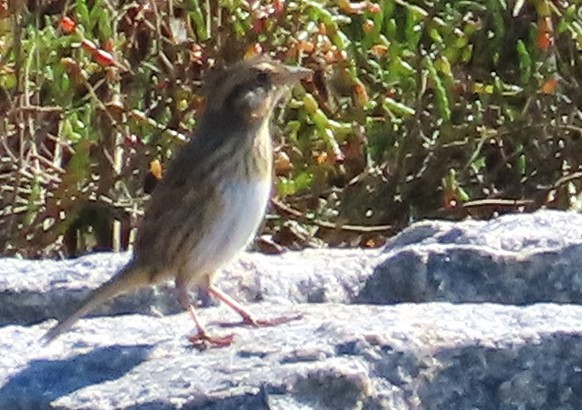 Saltmarsh Sparrow - ML646413527