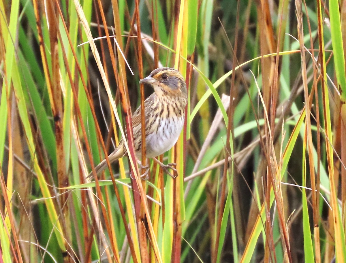 Saltmarsh Sparrow - ML646413528