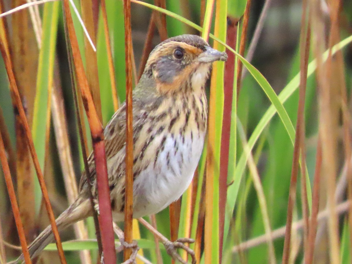 Saltmarsh Sparrow - ML646413529