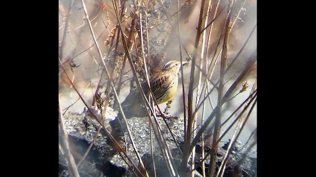 Западный луговой трупиал - ML646413530