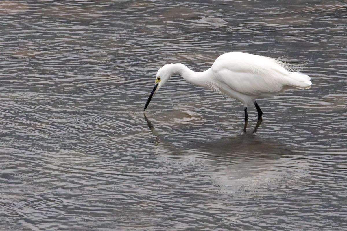 小白鷺 - ML646413531