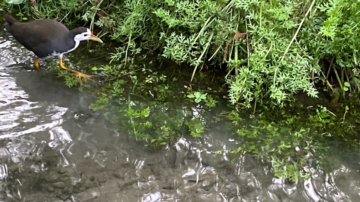 White-breasted Waterhen - ML646413533