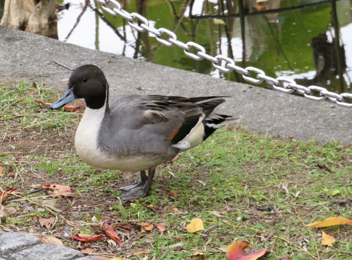 Шилохвіст північний - ML646413535
