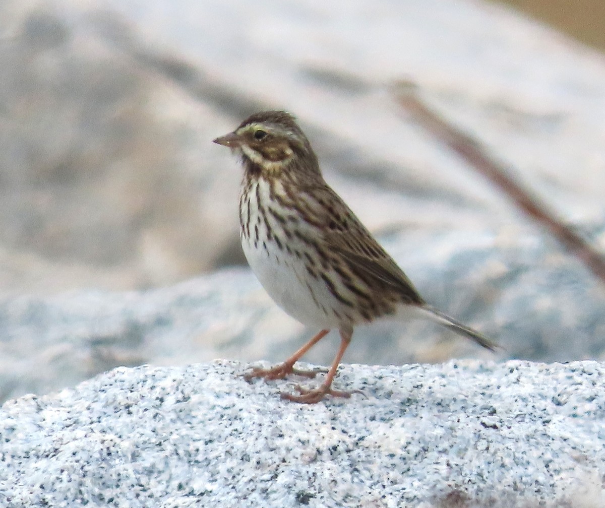 Savannah Sparrow - ML646413536