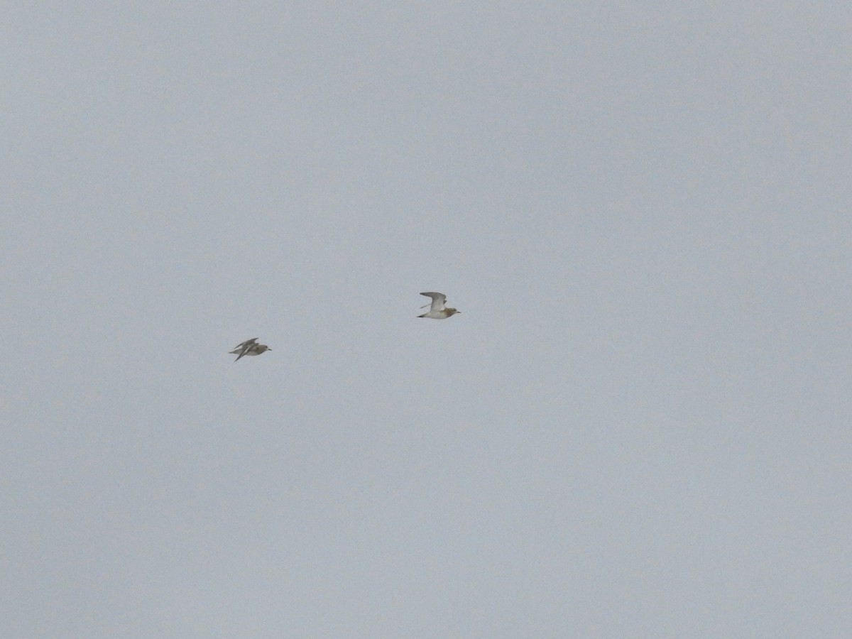 European Golden-Plover - ML646413537