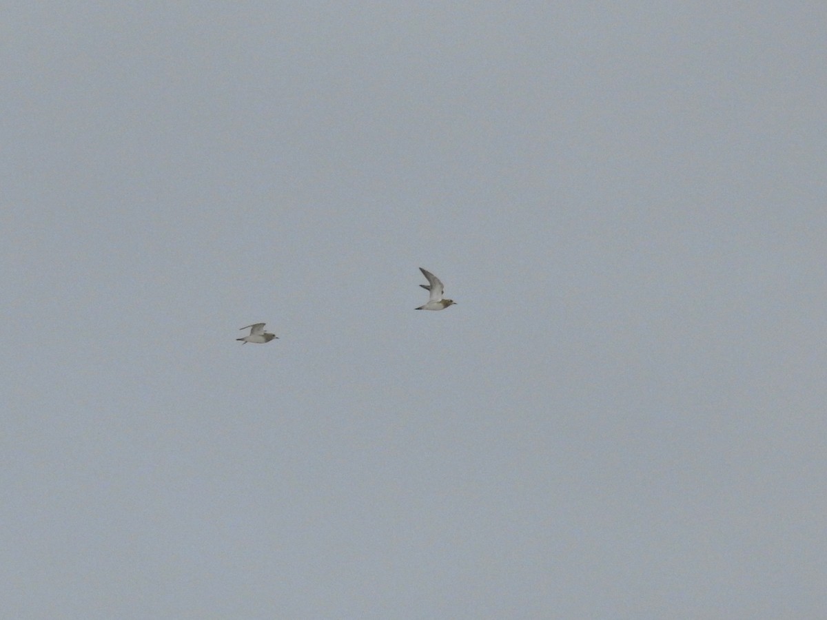 European Golden-Plover - ML646413538