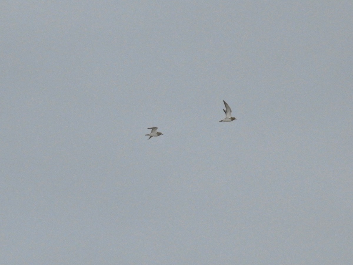 European Golden-Plover - ML646413539