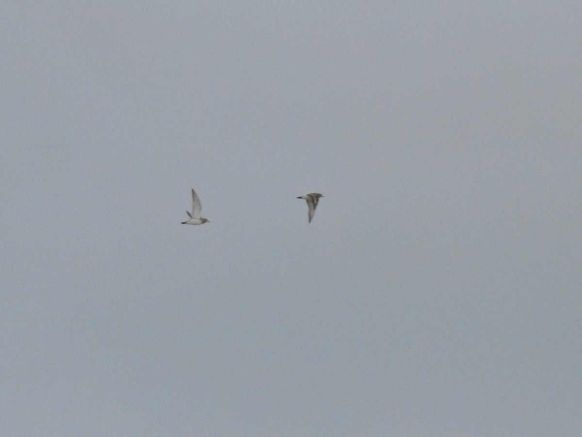 European Golden-Plover - ML646413540