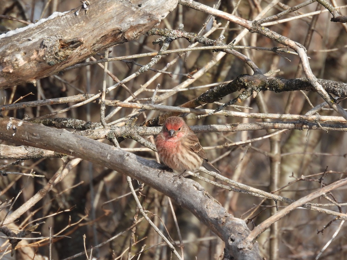 hýl rudoprsý - ML646413541