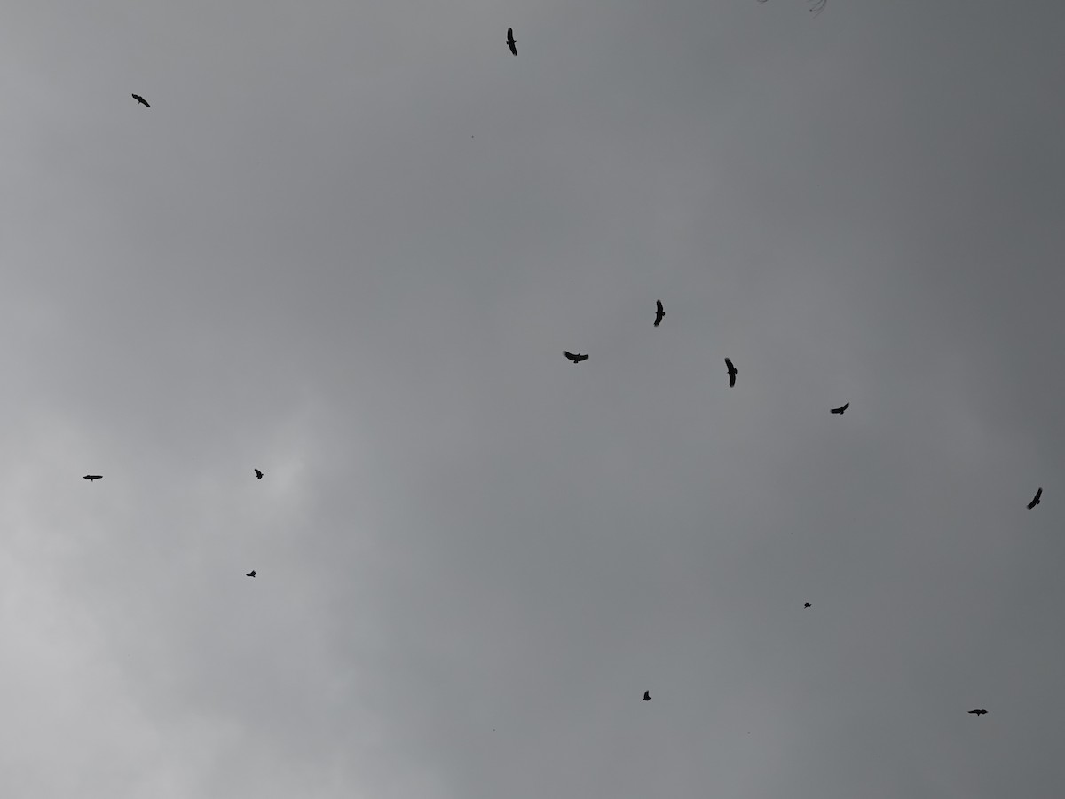 Black Vulture - ML646413542