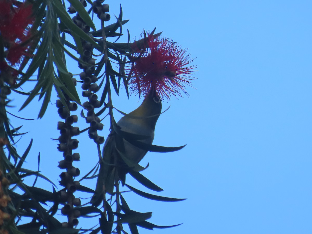 Sri Lanka White-eye - ML646413543