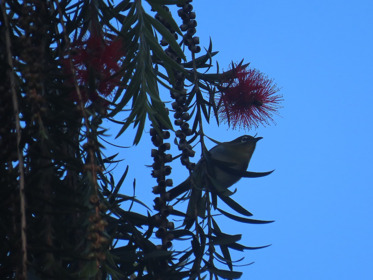 Sri Lanka White-eye - ML646413546