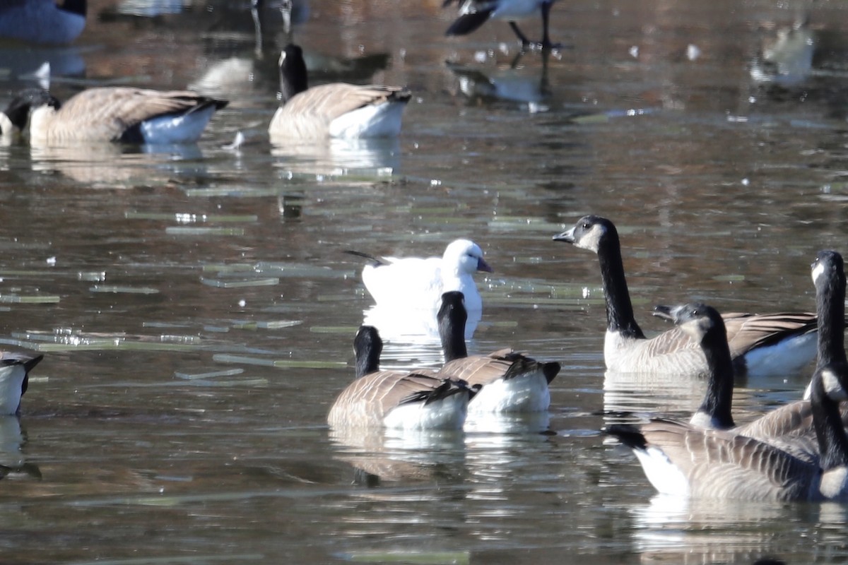 Ross's Goose - ML646413548
