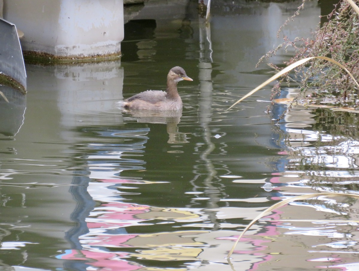 Little Grebe - ML646413549