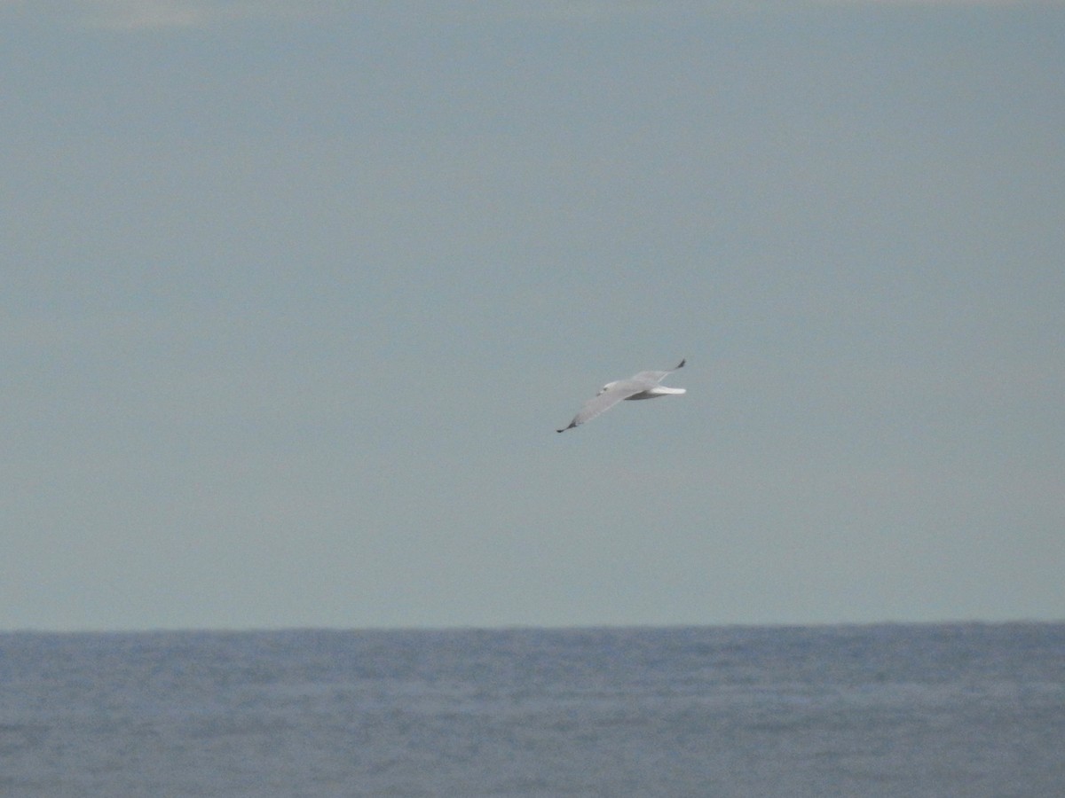 Audouin's Gull - ML646413550
