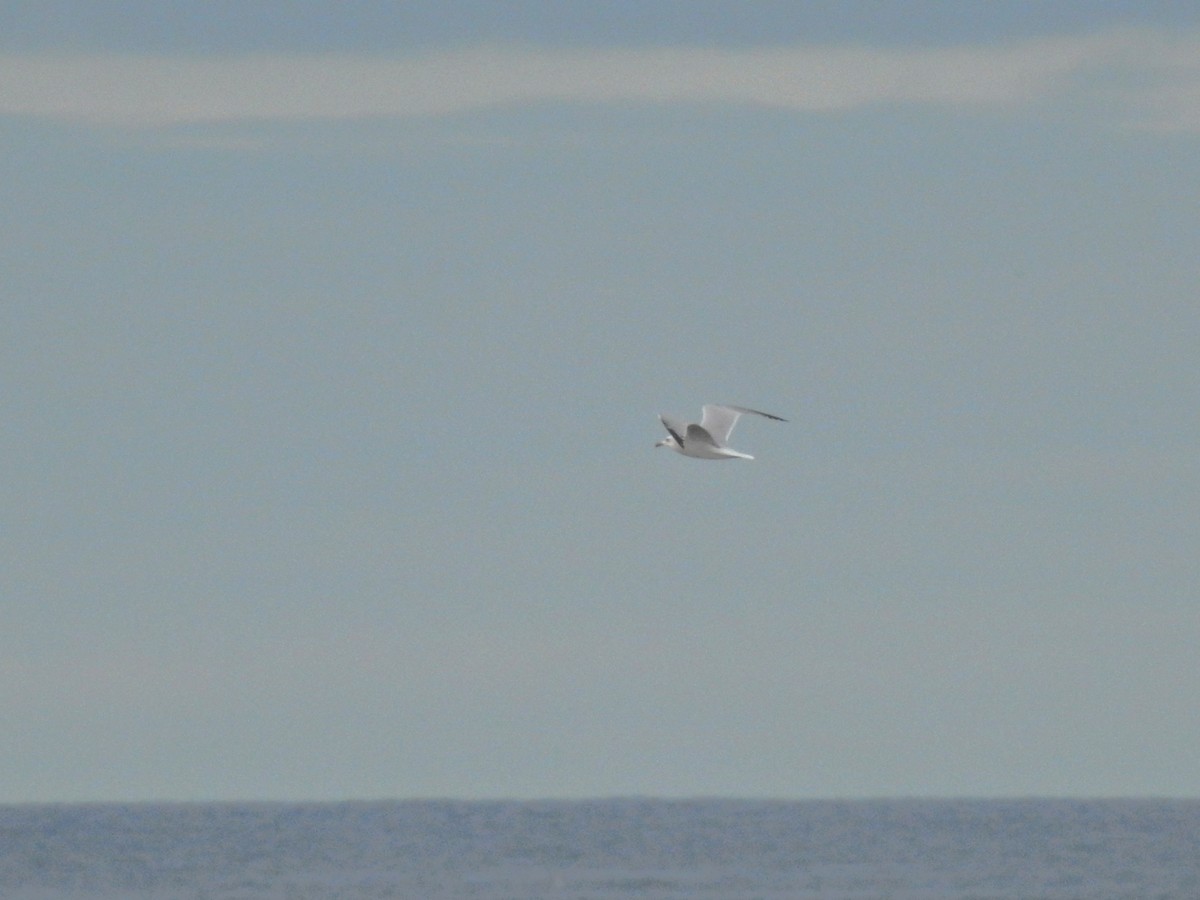 Audouin's Gull - ML646413551