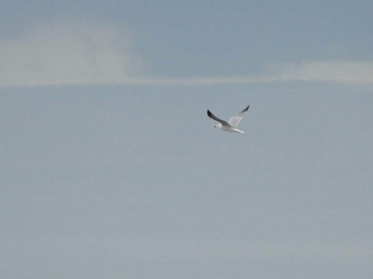 Audouin's Gull - ML646413552