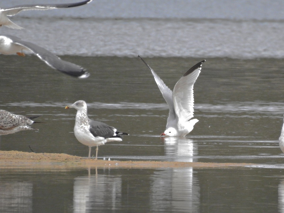 Audouin's Gull - ML646413553